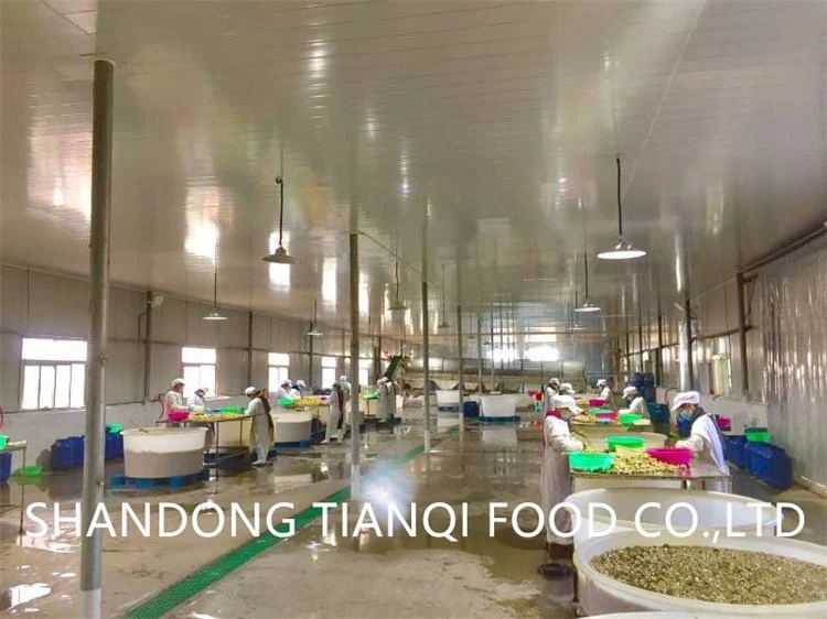 Factory cultivated mushroom in SO2 in drums Factory cultivated mushroom in SO2 in drums