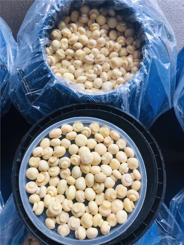 Champignon mushroom in salted water in drums