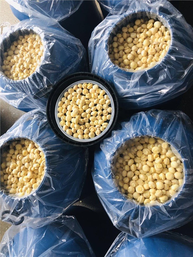 Factory Vinegar white mushroom in plastic drums