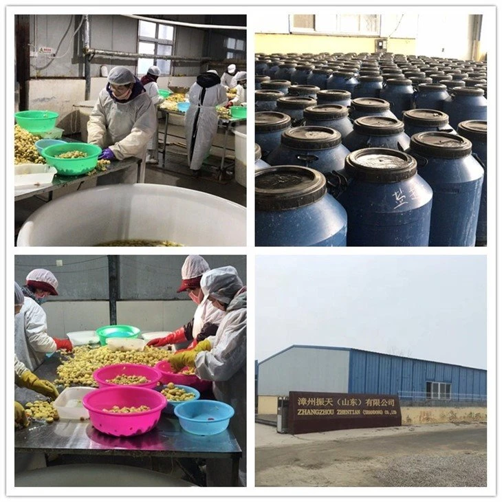 Factory mushroom in salty water in drums