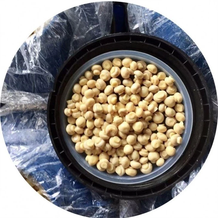 Pickled white button mushroom in salted water in drums