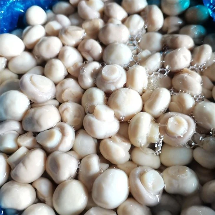 Mushroom marinated in vinegar factory price